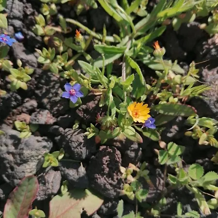 Prázdninový dům Casa Rosa Puerto Calero